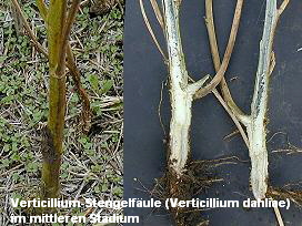 Verticillium-Stengelfule (Verticillium dahliae)
im mittleren Stadium